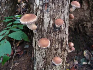Australian Shiitake Grain spawn 1kg mushroom mycelium fully colonised - Rootlab - Picture 1 of 1