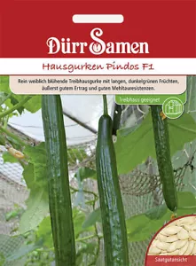 Hausgurken Pindos F1 Treibhaus geeignet Samen von Dürr Samen ca 6 Korn - Bild 1 von 1