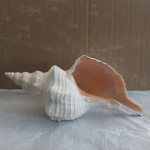 Natural Large Horse Conch Shell Seashell 14.5"L 7.5"W Beach House Decor - Picture 1 of 17