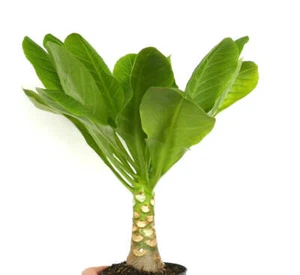 Brighamia insignis - RARE HAMAIIAN PALM - Picture 1 of 4