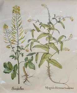 Myagrum by Besler   from "Hortus Eystettensis", published Nuremburg, pre 1713 1. - Picture 1 of 2