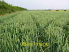 Photo 6x4 Wheat Field at TA09596971 Rudston This grid square is all farml c2006