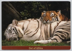 Postal Tigres de Bengala durmiendo fuera de África Panthera tigris tigris grandes gatos - Imagen 1 de 2