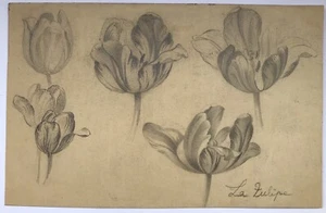 Dessin Original Ancien Mine de Plomb Étude de Fleurs Tulipes XIXe Siècle - Bild 1 von 8