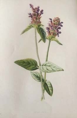 Antiker Druck um 1902 | Selbstheilende Wildblume | F. E. Hulme Botanical Victorian - Bild 1 von 4