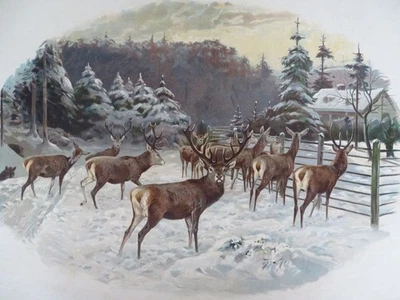 Wintersnoth Winter - Chromolithographie ML - Rothirsche Waldlandschaft - 1882 - Bild 1 von 4
