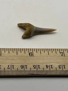 1.25” Bakersfield Mako Shark Tooth Fossil V5 - Picture 1 of 4