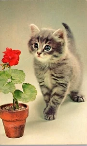 Kitten - Flower Lover - Gray kitten with potted flower - Vintage Postcard PP1 - Picture 1 of 2