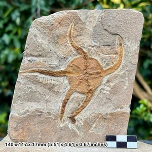 Fossil brittle star (ophiura) – ordovician marine fossil from draa valley, - Picture 1 of 1