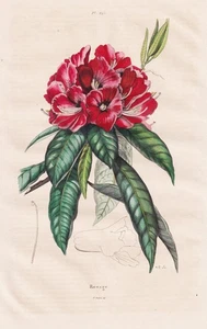 Azalées Rhododendron Rhododendrons Acier Botanique Guerin-Meneville 1835 - Picture 1 of 1