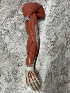 3B Scientific Smart Anatomy 6-teiliges M10 sezierbares muskulöses Armmodell - Bild 1 von 9