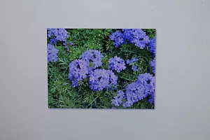 20 Samen blaue Verbene,Verbena hastata,Staude,#358 - Bild 1 von 1