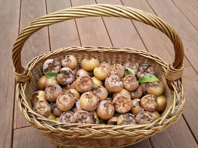 4 Kilo MISPEL  FRÜCHTE  - Mespilus germanica - RARITÄT aus Bio Garten RARITÄT - Bild 1 von 4