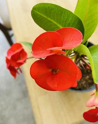 Crown of Thorns - Image 1 of 3