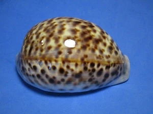 Cypraea tigris (Linnaeus,1758) "GIANT!" (99.1mm) - Picture 1 of 7