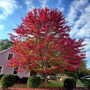 10 Red Japanese Maple Tree Seeds Palmatum atropurpureum Cold Hardy Bonsai Plant - Picture 1 of 15