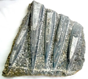 *Large* ORTHOCERAS FOSSIL PLATE * 8 by 8 Inches* 3 Pounds 12 Ounces* 5 Specimens - Picture 1 of 10