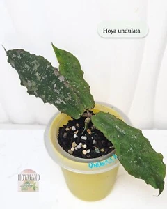 Hoya undulata | Wavy Leaf Hoya | Rare Borneo Species | Hoyaland A ☘️ - Picture 1 of 5