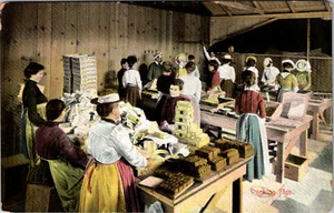 CALIFORNIA - WOMEN IN FACTORY PACKING FIGS - OLD POSTCARD - Picture 1 of 2