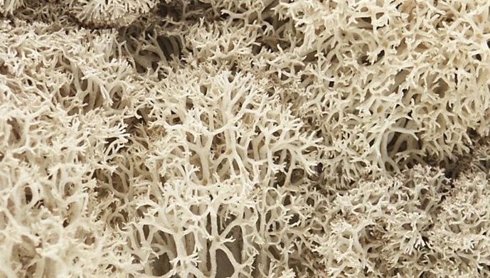 L166 Sachet 180g lichen couleur naturelle diorama arbre buisson Woodland Scenics - Photo 1/1