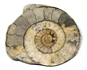Limestone Ammonite Fossil Jurassic Great Britain 16987 - Picture 1 of 4