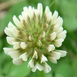 SeedRanch Semilla de trébol holandés blanco: nitro-recubierto e inoculado - 1 lb. - Imagen 1 de 1