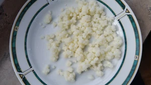 Tibetischer Milchkefir, Milchpilz, Pilz, Kefir, Knolle 10g - Bild 1 von 1