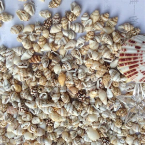 50-pack Natural Seashells 5-10mm Mini Shells Fish Tank Beach Wedding Decorations - Picture 1 of 6