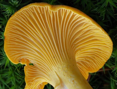 Seeds Mushroom Chanterelle Yellow Mycelium Spawn Spores Organic Ukraine - Image 1 of 4