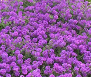 MOOSS VERBENA Verbena Tenuisecta - 3.000 Samen in loser Schüttung - Bild 1 von 2