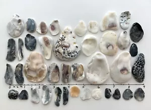 40 conchiglie naturali ostriche clam shell perlescenti frag spiaggia conchiglia gioielli artigianato #B US - Foto 1 di 11