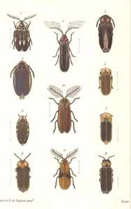 Impresión entomología antigua original coloreada a mano de 1888 - insectos - Imagen 1 de 2