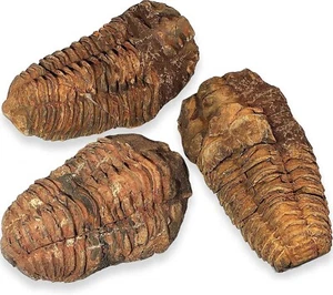 FOSSILI (CALYMENE CALIMENE TRILOBITE FOSSILE 4-6 CM - Foto 1 di 1