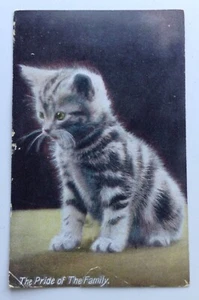 Antique Postcard Cat Kitten THE PRIDE OF THE FAMILY 1909 Edwardian very cute - Picture 1 of 4
