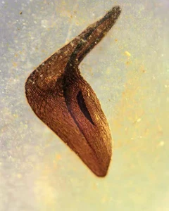 Burmite Fossil Cretaceous amber Petals leaves plant Burmese amber Fossil Myanmar - Picture 1 of 5