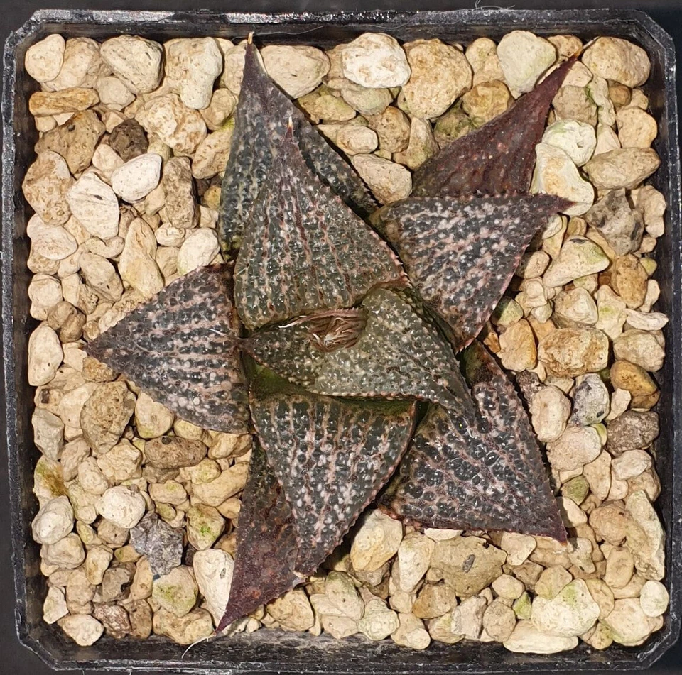 HW106 Haworthia esterhuizenii DMC 10246, TL, E. of Albertinia, Phyto available - Imagen 1 de 1