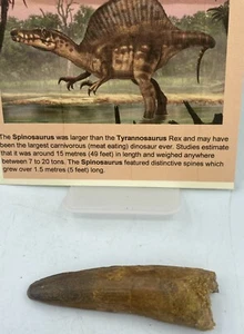 Spinosaurus 3 1/8” Tooth Teeth Dinosaur Fossil before T Rex Cretaceous C57 - Picture 1 of 6