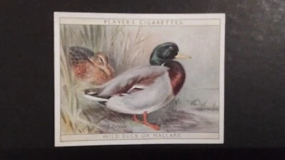 J. PLAYER. 1928.  NO 3.  GAME BIRDS AND WILD FOWL,  WILD  DUCK  OR MALLARD - Image 1 of 2