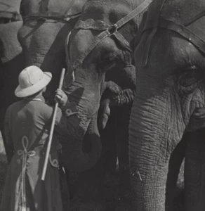 Vintage 8" x 10" Black & White Photo Circus Elephants & Trainer In Costume - Picture 1 of 2