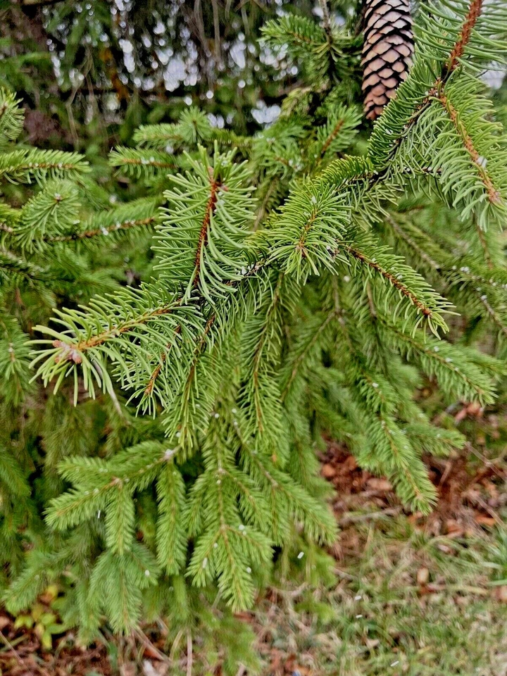 Fresh Cut Fir Evergreen Boughs, Branches for Holiday Decorations - Image 1 of 1