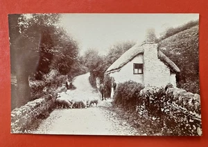1909 Antique Postcard~MAN WITH CANE TENDING SHEEP  ~ DEVONSHIRE LANE ENGLAND - Picture 1 of 2