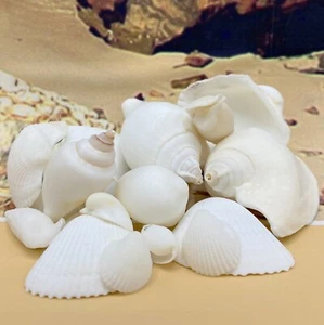 Elegant 1kg white wedding shells: perfect for beach weddings and decor - Foto 1 di 2