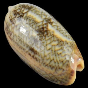 OLIVA RETICULATA (Camotes Isl., Philippines) 33.8mm #30678 - Picture 1 of 4