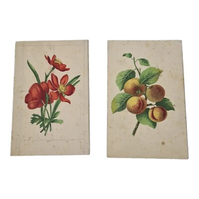 COPPIA ANTICHE STAMPE STAMPA acquerellate OLD PRINT MOTIVO FLOREALE FIORI 900 - Immagine 1 di 4