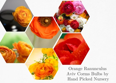 50 RANUNCULUS ORANGE SHADES BULBS - Image 1 of 4