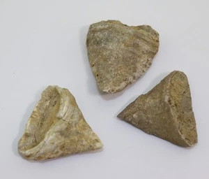 Koralle, Calceola sandalina, Devon, Eifel, Niederehe, Eifel, Deutschland -m212 - Picture 1 of 8