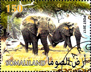 Tier Wildtier Afrikanischer Elefant Steppenelefant Buschelefant Afrika Fauna/217 - Bild 1 von 1