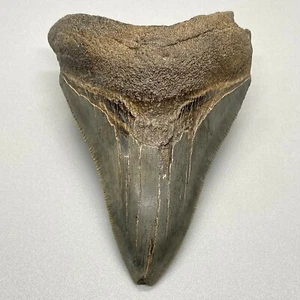 Gray Complete Serrated 3.74" Fossil MEGALODON Shark Tooth - USA - Picture 1 of 6