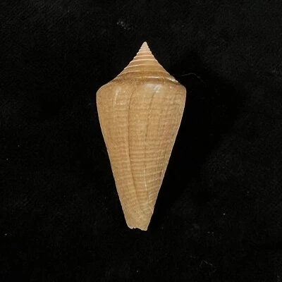 Conasprella hazinorum, Brazil, 41,2mm, F+, VERY NICE SPECIMEN!!! - Image 1 of 4