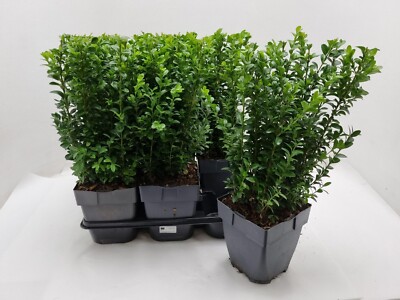 100 Box Hedging Plants 20-25cm Buxus Sempervirens Dense Evergreen Hedge Potted